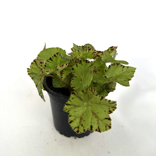 Begonia 'Golden Swallowtail'