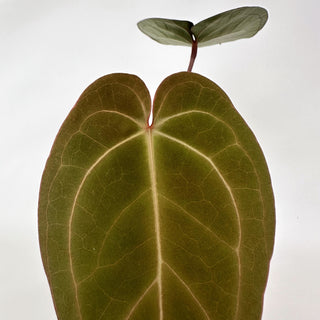 Anthurium 'Not The Mama'/forgetii x 'Blue Velvet'