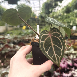 Anthurium magnificum x 'Wonder Boy'