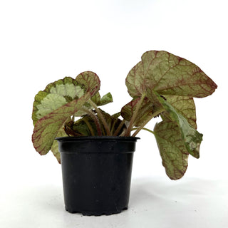 Begonia 'Elephant Ear'