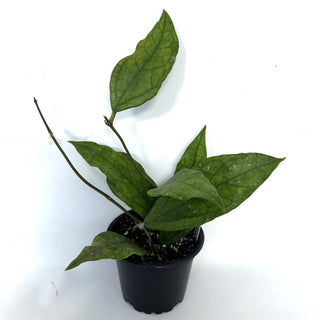 Hoya sp. Germany