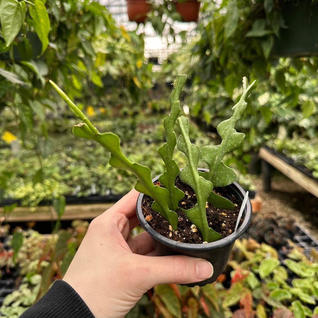 Epiphyllum anguliger – Steve's Leaves