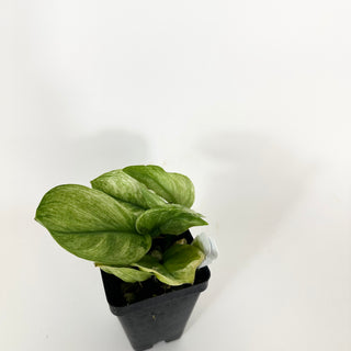 Z-5167 - Scindapsus treubii 'Moonlight Mint'