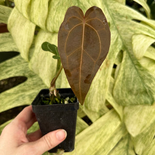 Anthurium 'Not The Mama' x 'Ace of Spades'