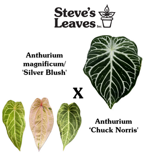 Anthurium magnificum/‘Silver Blush' x 'Chuck Norris'