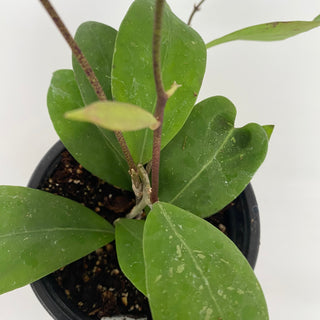 Hoya sp. Hat Som Paen (IML 1438)