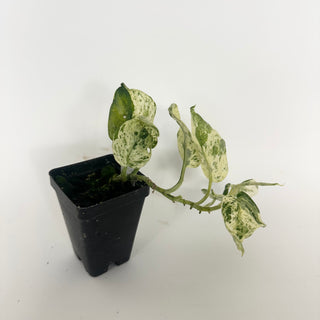 Z-5182 - Scindapsus pictus ‘Mangurai’ variegated