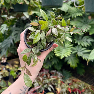 Hoya lacunosa ‘Royal Flush’