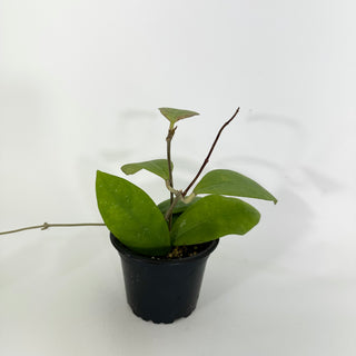 Hoya sp. aff. vitellina (IML 1348)