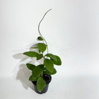 Hoya rintzii (Borneo)