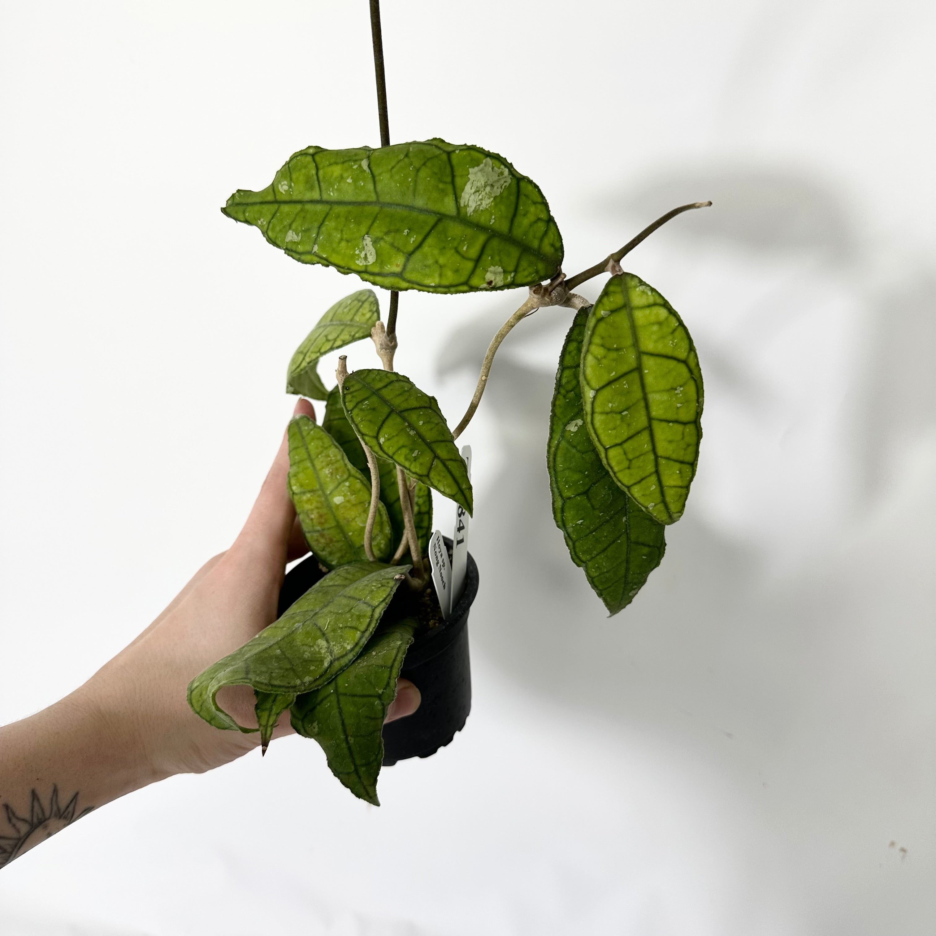 Z-4841 - Hoya sp. Nong Nooch **2nd Release** – Steve's Leaves