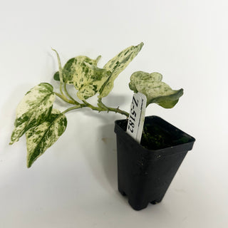 Z-5182 - Scindapsus pictus ‘Mangurai’ variegated
