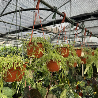 Hoya linearis