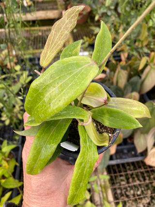 Hoya benguetensis