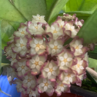 Hoya finlaysonii "Classic"