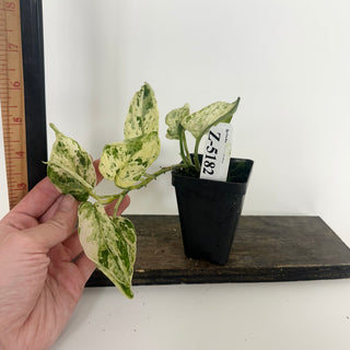 Z-5182 - Scindapsus pictus ‘Mangurai’ variegated
