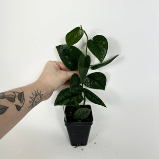Z-5195 - Scindapsus pictus 'Black Mamba'