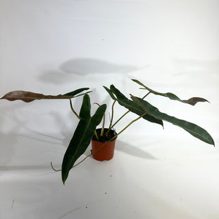 Philodendron atabapoense - 5.5" Pot