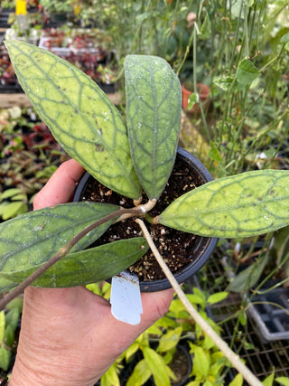 Hoya aff. clemensiorum (IML 1752)