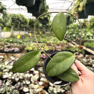Hoya AF 02