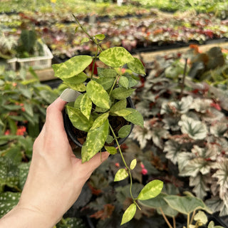Hoya lacunosa 'Amarillo'