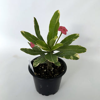Euphorbia milii “Variegated Pink”