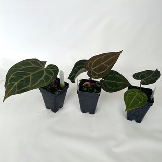 Anthurium 'Not The Mama'/forgetii x 'Zara/'Michelle'