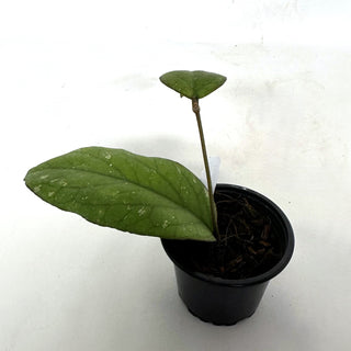 Hoya 'Elephant'