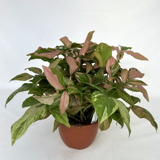 Syngonium podophyllum 'Pink Splash' - 6" Hanging Basket
