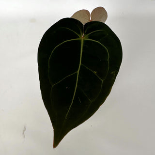 Anthurium 'Not The Mama'/forgetii x 'Blue Velvet'