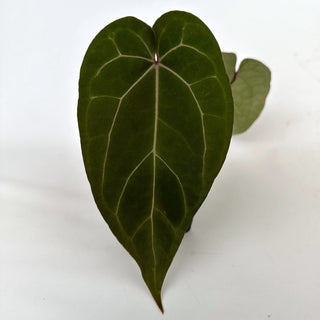 Anthurium 'Ace of Spades' x 'Zara'