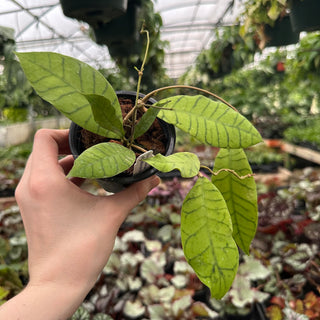 Hoya sp. Borneo aff. callistophylla