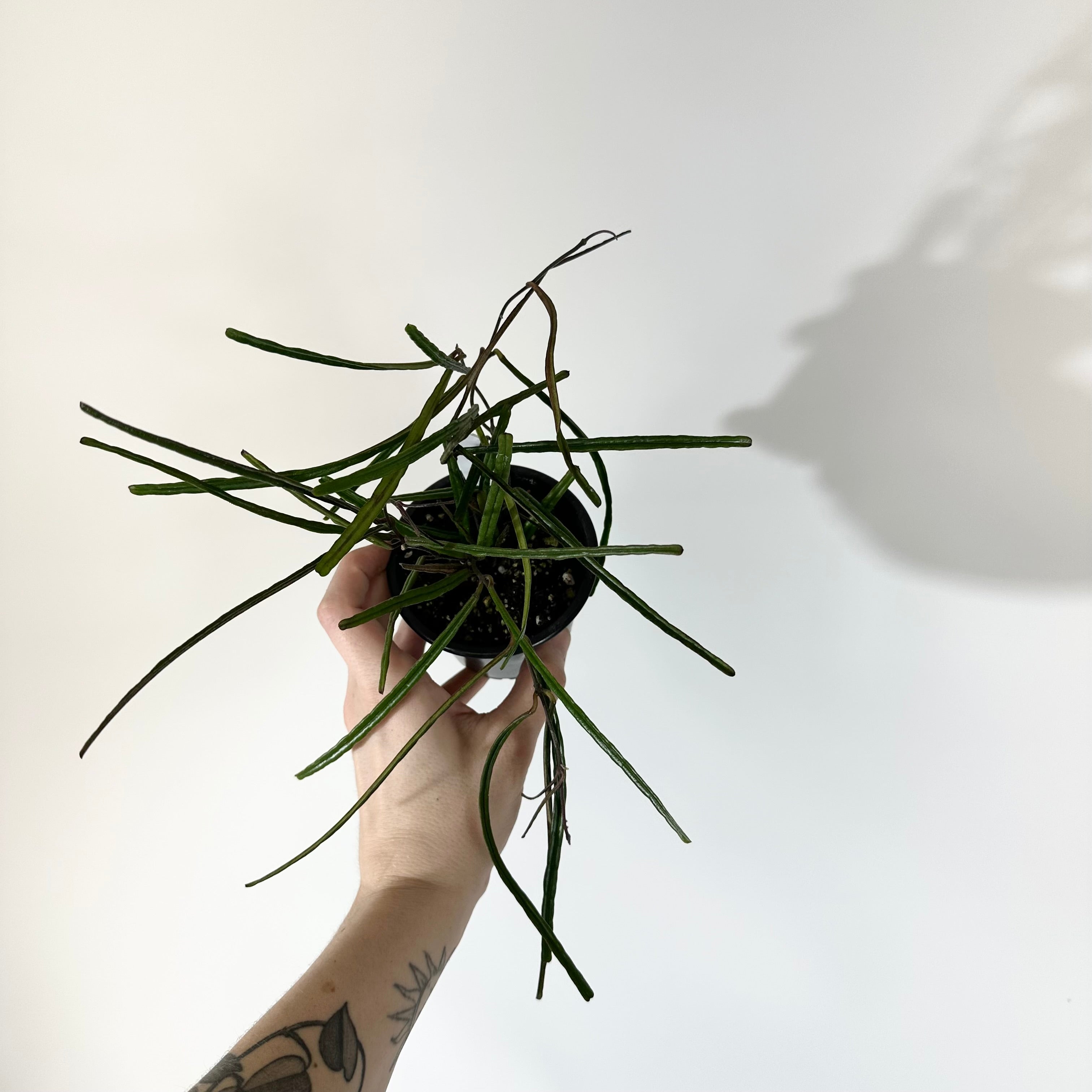 Z-5126 - Hoya insularis – Steve's Leaves