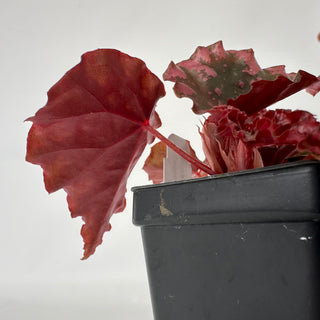 Begonia amphioxus x ignita