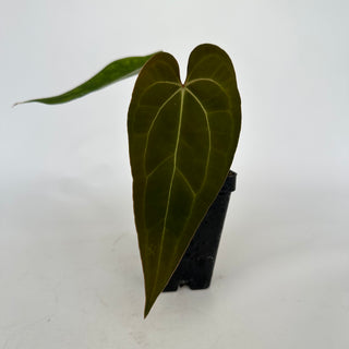 Anthurium forgetii/'Ace of Spades' x 'Prince of Darkness'