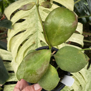 Hoya anulata 'Pink'