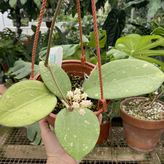 Hoya loyceandrewsiana