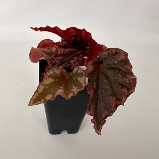 Begonia amphioxus x ignita