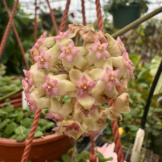 Hoya AF 02