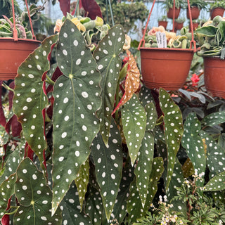 Begonia maculata