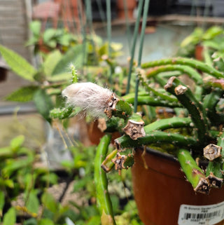 Selenicereus grandiflorus