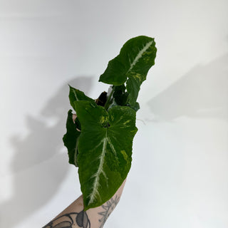 Z-5055 - Syngonium wendlandii ‘Scrambled Eggs’