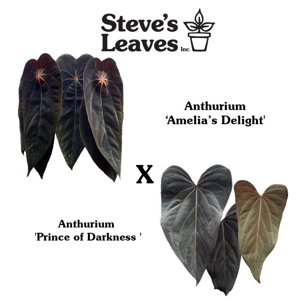 アルティエメスティエーリ Anthurium Amelia's Delight x Prince of Darkness Seed | Steve's Leaves