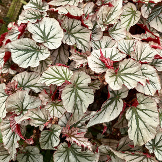 Begonia 'Looking Glass'