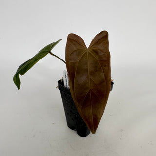 Anthurium 'Zara' x nigrolaminum 'Gigi'