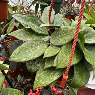 Hoya sp. Anjuk Ladang (MA35)