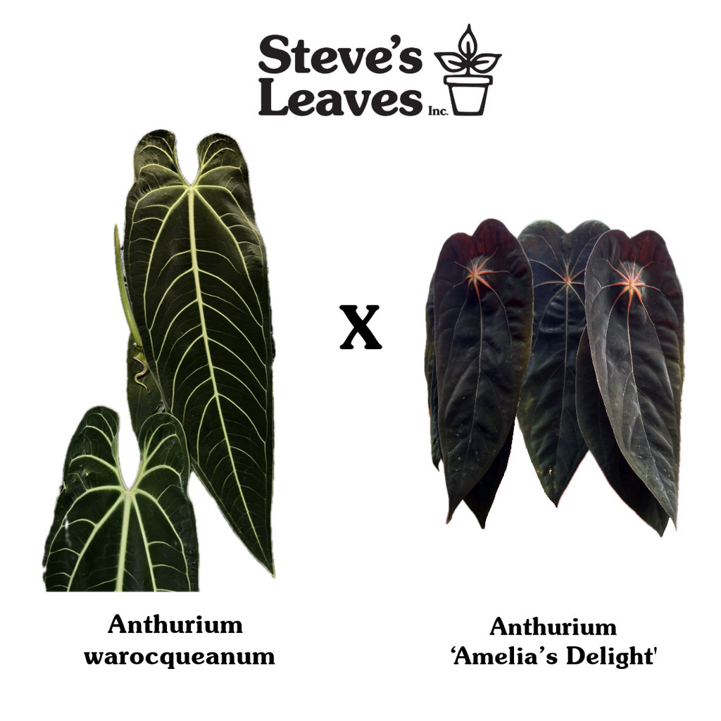 アムウェイ クイーンウォック(あみ有り) Anthurium warocqueanum x 'Amelia's Delight' - Seed Pack – Steve's