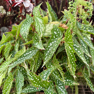 Begonia 'My Special Angel'