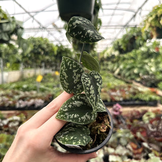 Scindapsus pictus "Tricolor"
