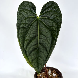 Anthurium 'Jungle Giant' x luxurians - 5.5" Pot